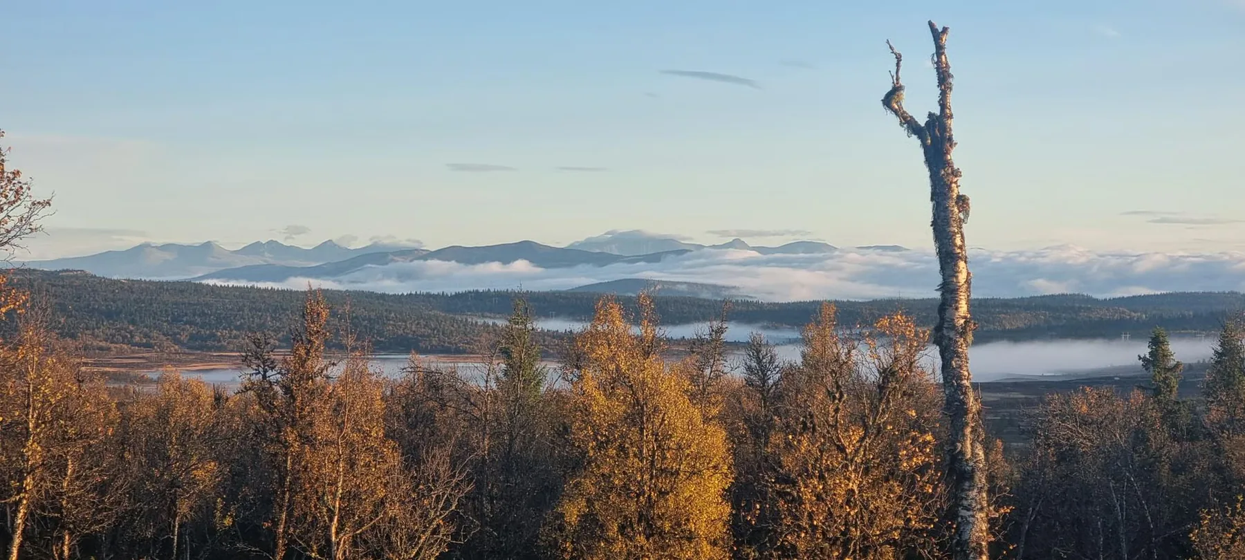 Høstfarger i bjørkeskogen