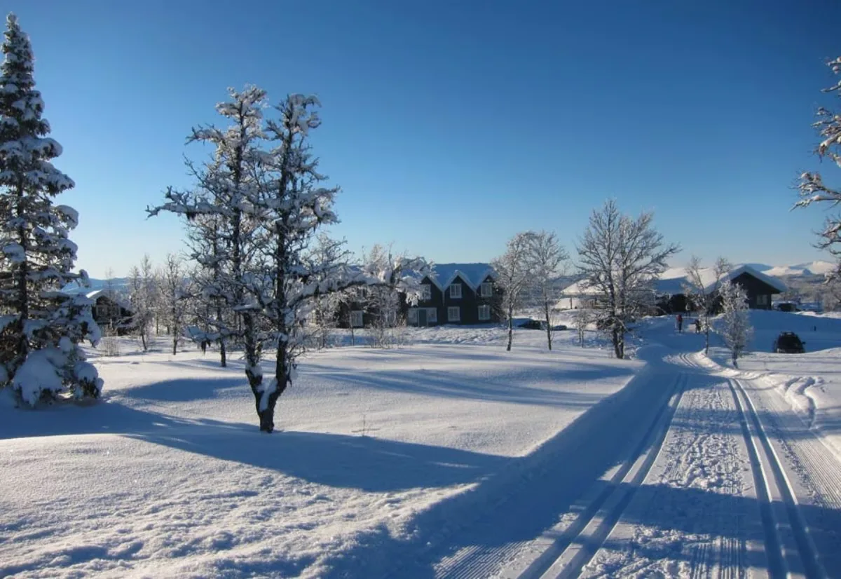 Spor i snøen mellom trærne